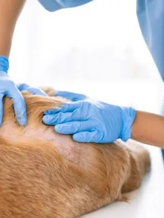 Dermatología