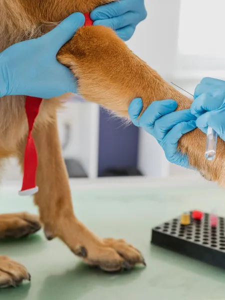 Laboratorio